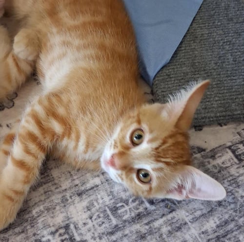 OZZY MOON - Domestic Short Hair / Tabby available for adoption