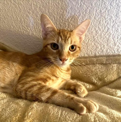 OZZY MOON - Domestic Short Hair / Tabby available for adoption