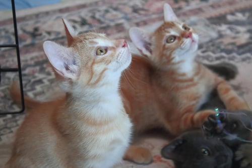 OZZY MOON - Domestic Short Hair / Tabby available for adoption