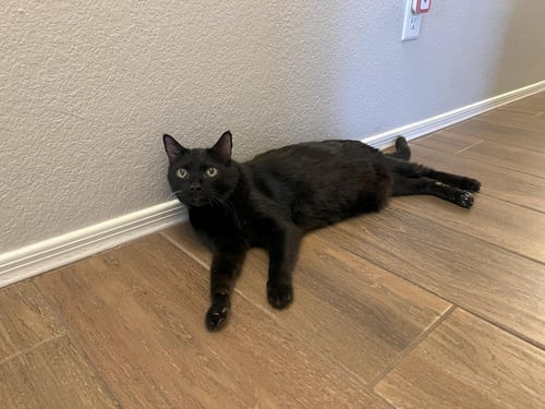 PROFESSOR FUZZBOTTOM - Domestic Short Hair available for adoption