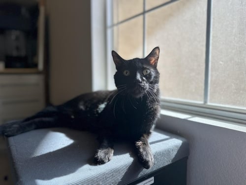 PROFESSOR FUZZBOTTOM - Domestic Short Hair for adoption in Chandler