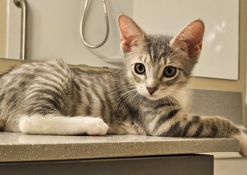 LEROY GIBBS BONDED TO JETHRO GIBBS - Tabby / Domestic Short Hair available for adoption
