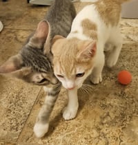 Leroy Gibbs Bonded To Jethro Gibbs - Photo 2