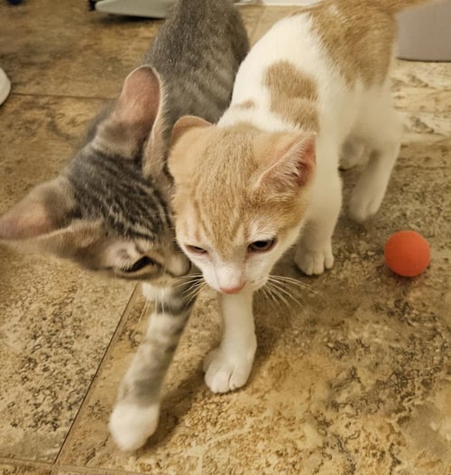 LEROY GIBBS BONDED TO JETHRO GIBBS - Tabby / Domestic Short Hair available for adoption