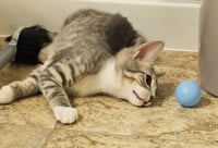 Leroy Gibbs Bonded To Jethro Gibbs - Photo 3