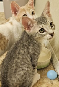 Leroy Gibbs Bonded To Jethro Gibbs - Photo 4