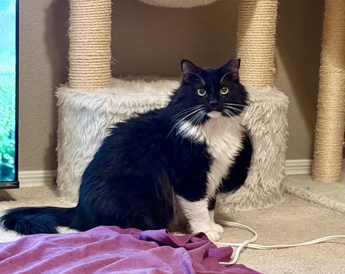 HENRY MANOR - Domestic Medium Hair / Tuxedo for adoption in Chandler