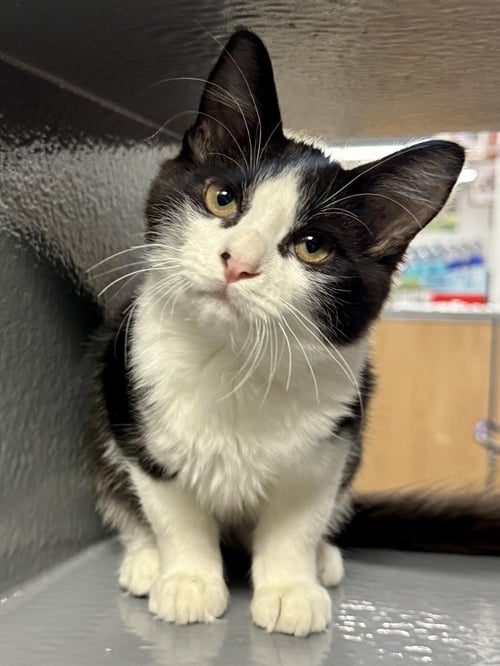 OREO-COOKIE FROSTING - Domestic Short Hair / Tuxedo for adoption in Chandler
