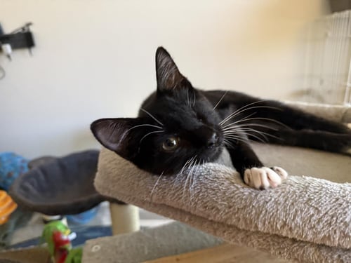JAWWSH CLENCH - Domestic Short Hair / Tuxedo available for adoption