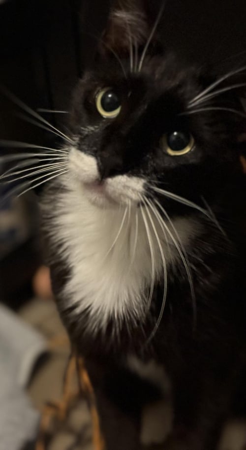 GROUCHO MARX - Tuxedo / Domestic Short Hair for adoption in Chandler