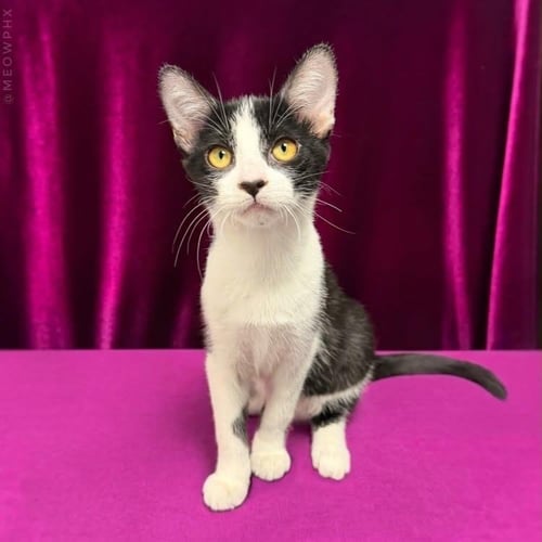 BLUE MOON HOLLANOV - Domestic Short Hair / Tuxedo for adoption in Chandler