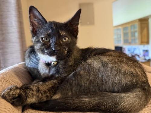TOPH AVATAR - Domestic Short Hair / Tortoiseshell available for adoption