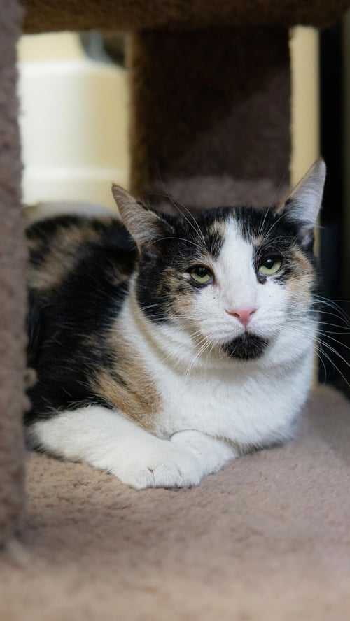 CORAL SHARD - Domestic Short Hair / Calico available for adoption