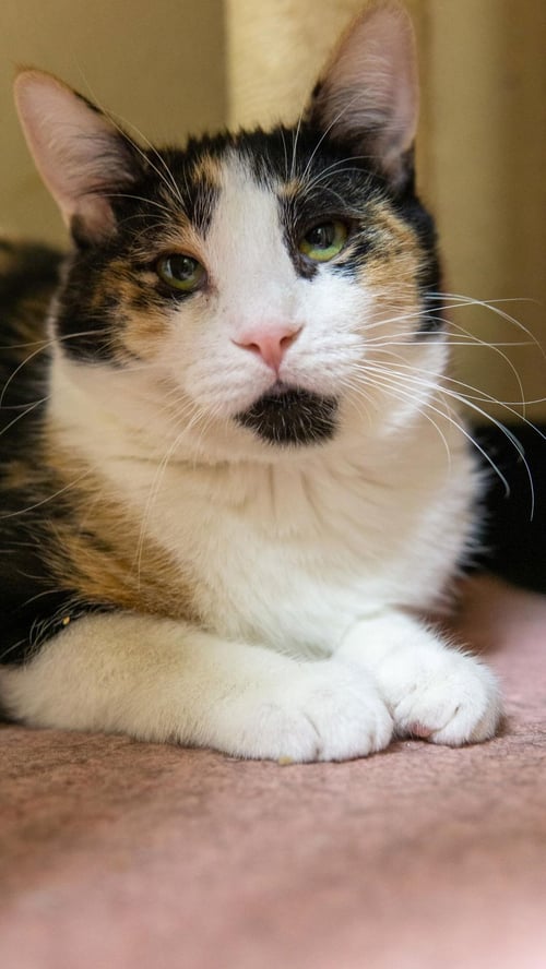 CORAL SHARD - Domestic Short Hair / Calico for adoption in Chandler