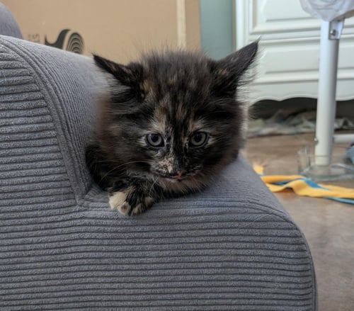 CHER DRAIN - Domestic Medium Hair / Tortoiseshell available for adoption