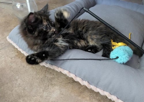 CHER DRAIN - Domestic Medium Hair / Tortoiseshell available for adoption
