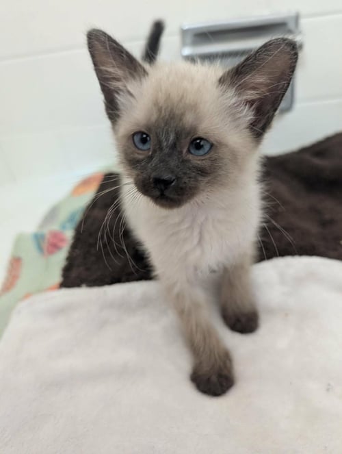 POPPY SEED MUFFIN - Domestic Short Hair / Siamese available for adoption
