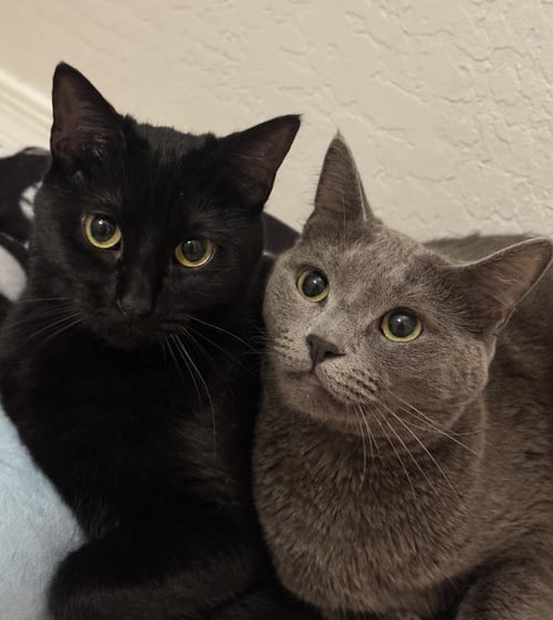 PISTACHIO GREEN BONDED WITH EMERALD - Domestic Short Hair / Russian Blue available for adoption