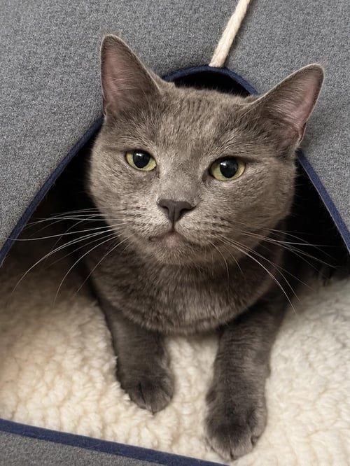 PISTACHIO GREEN BONDED WITH EMERALD - Domestic Short Hair / Russian Blue available for adoption