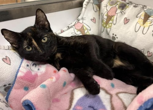 TIRAMISU DELIGHTS - Tortoiseshell / Domestic Short Hair for adoption in Chandler