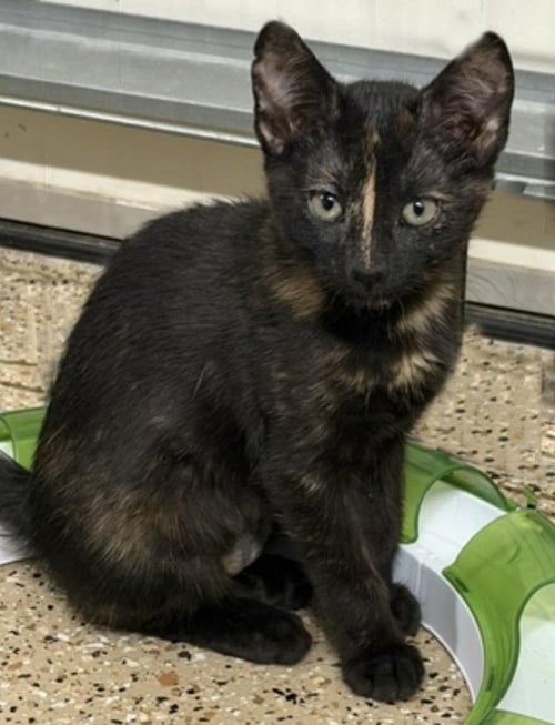 TIRAMISU DELIGHTS - Tortoiseshell / Domestic Short Hair available for adoption