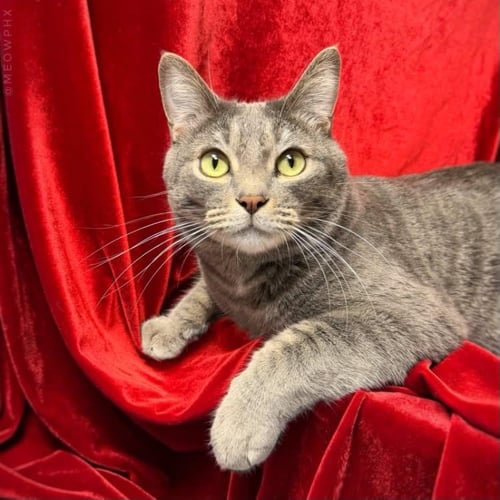 SHMOKE SMOODLE - Domestic Short Hair / Tabby available for adoption
