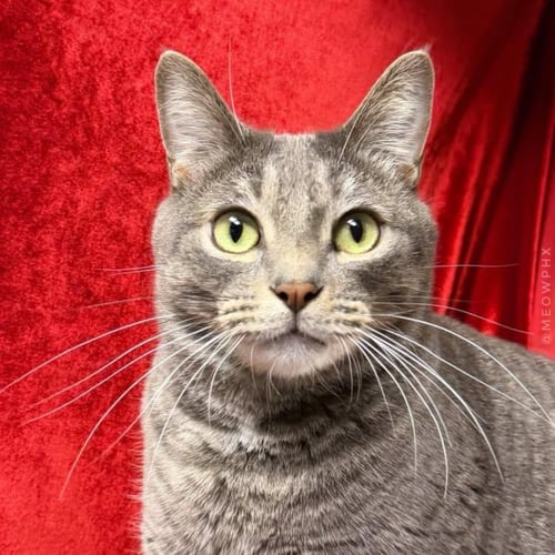 SHMOKE SMOODLE - Domestic Short Hair / Tabby available for adoption