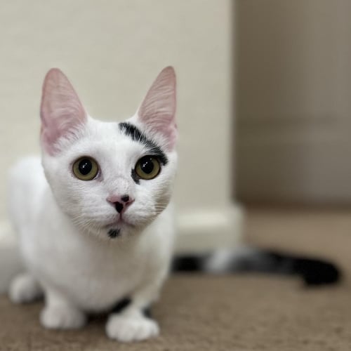 BESSIE MCMOO BONDED TO BERTIE MCMOO
