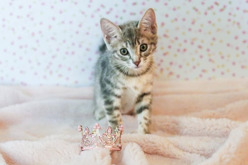 PRINCESS CUDDLESTOO - Tabby / Domestic Short Hair available for adoption