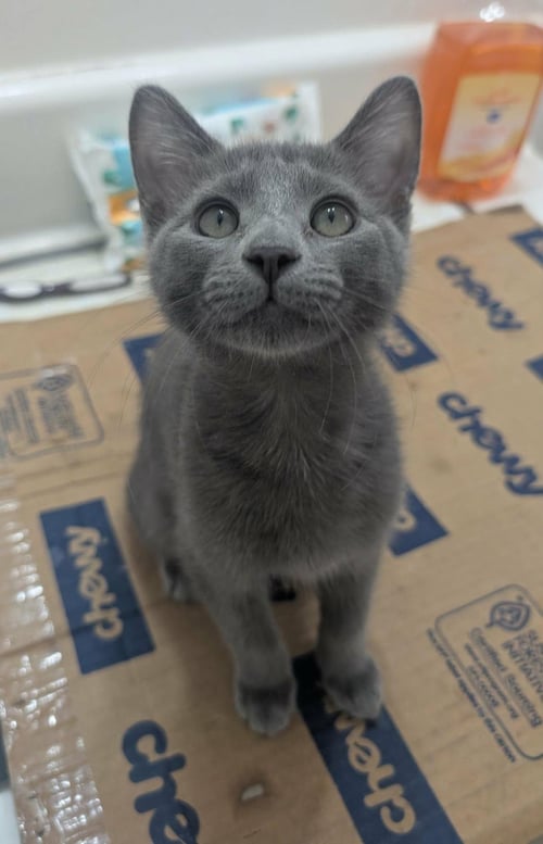BLUEBERRY MUFFIN - Domestic Short Hair / Russian Blue available for adoption