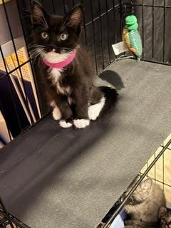 TRINEY EWADAR - Domestic Short Hair / Tuxedo available for adoption