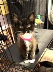 TRINEY EWADAR - Domestic Short Hair / Tuxedo available for adoption
