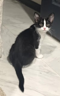 Rosie D'meow - Photo 1