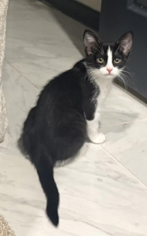 ROSIE D'MEOW - Tuxedo for adoption in Chandler