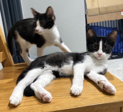 ROSIE D'MEOW - Tuxedo available for adoption