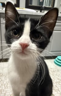 Rosie D'meow - Photo 3