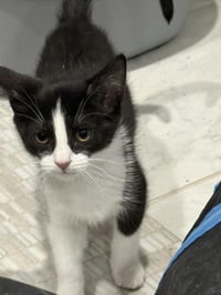 Rosie D'meow - Photo 4