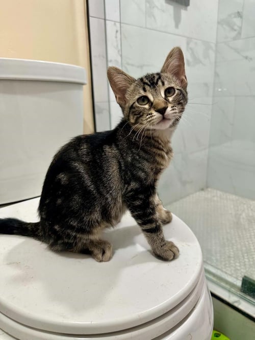 JERRY PAWSWORTH - Domestic Short Hair / Tabby available for adoption