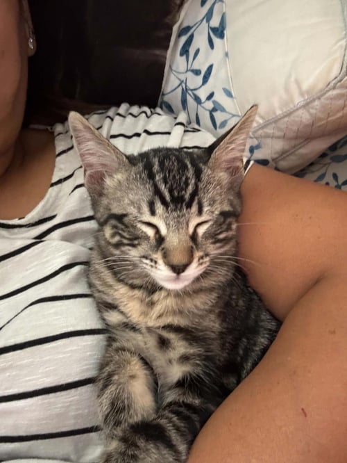 JERRY PAWSWORTH - Domestic Short Hair / Tabby available for adoption