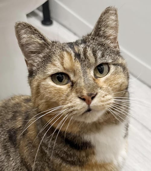IZZY AIRBISCUITS - Torbie / Domestic Short Hair for adoption in Chandler