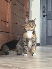 Izzy Airbiscuits - Photo 2