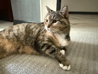 Izzy Airbiscuits - Photo 4