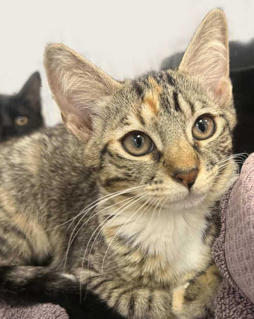 MATHILDA GERMANN - Calico / Tabby available for adoption
