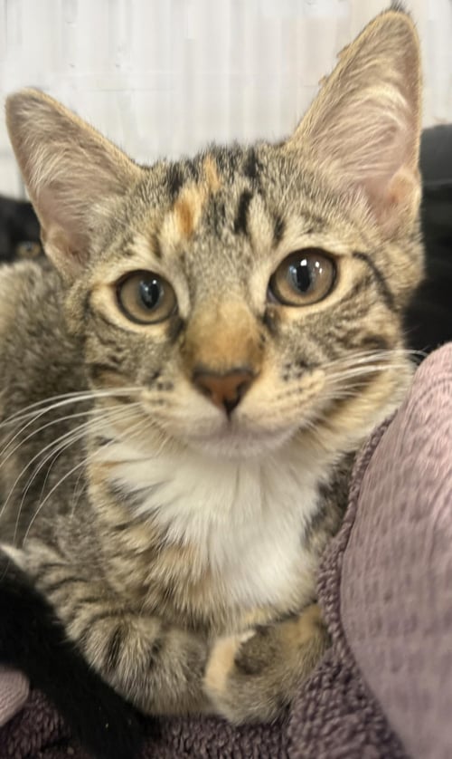 MATHILDA GERMANN - Calico / Tabby available for adoption