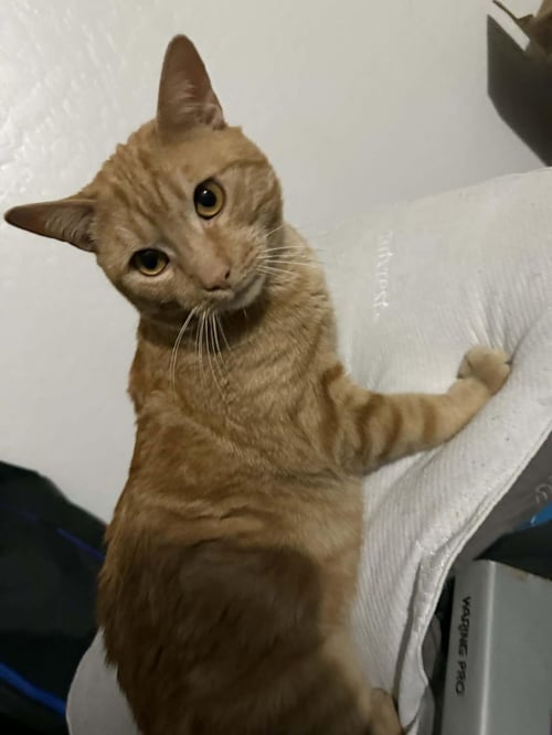 ARTEMIS CITRINE - Tabby available for adoption