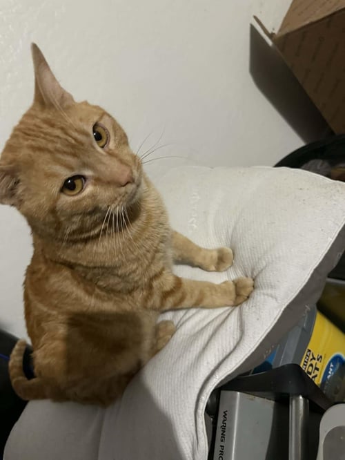 ARTEMIS CITRINE - Tabby available for adoption