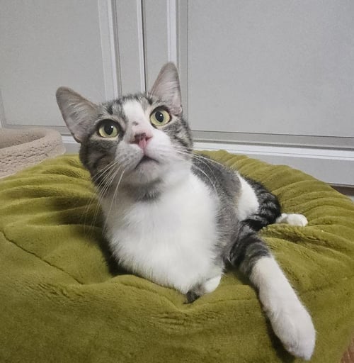 FRANKLIN LOPEZ - Domestic Short Hair available for adoption