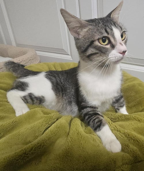 FRANKLIN LOPEZ - Domestic Short Hair available for adoption