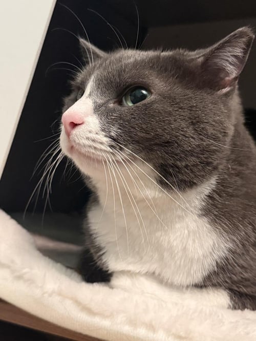 JADE BOOTS - Domestic Short Hair available for adoption