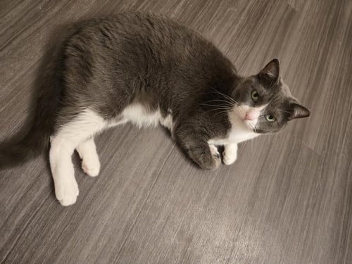 JADE BOOTS - Domestic Short Hair / Tuxedo available for adoption